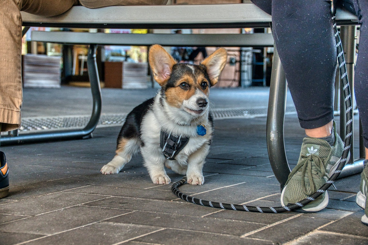 Are Good with Cats? The Truth About and Cats