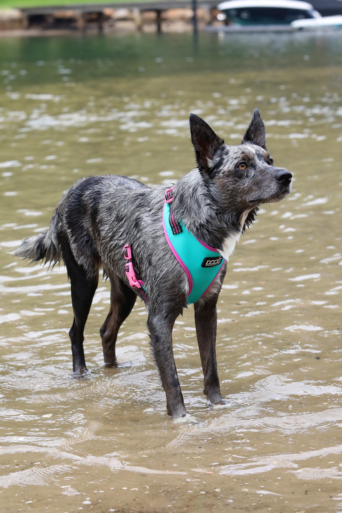 Neoflex Dog Harness Rin Tin Tin Neon Harnesses DOOG