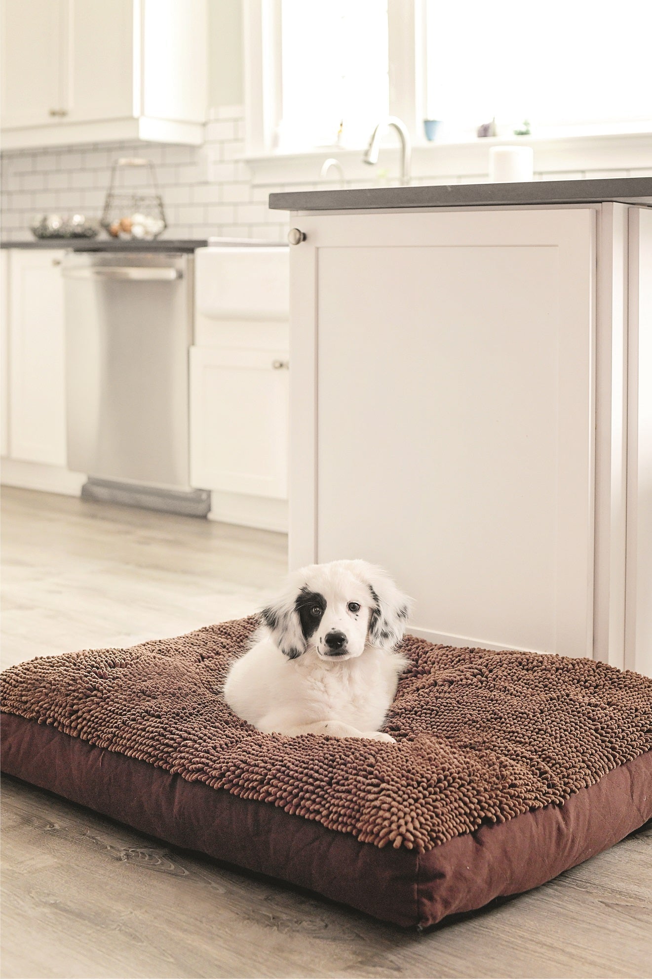 Dirty Dog Rectangle Bed Designer DGS Pet Products