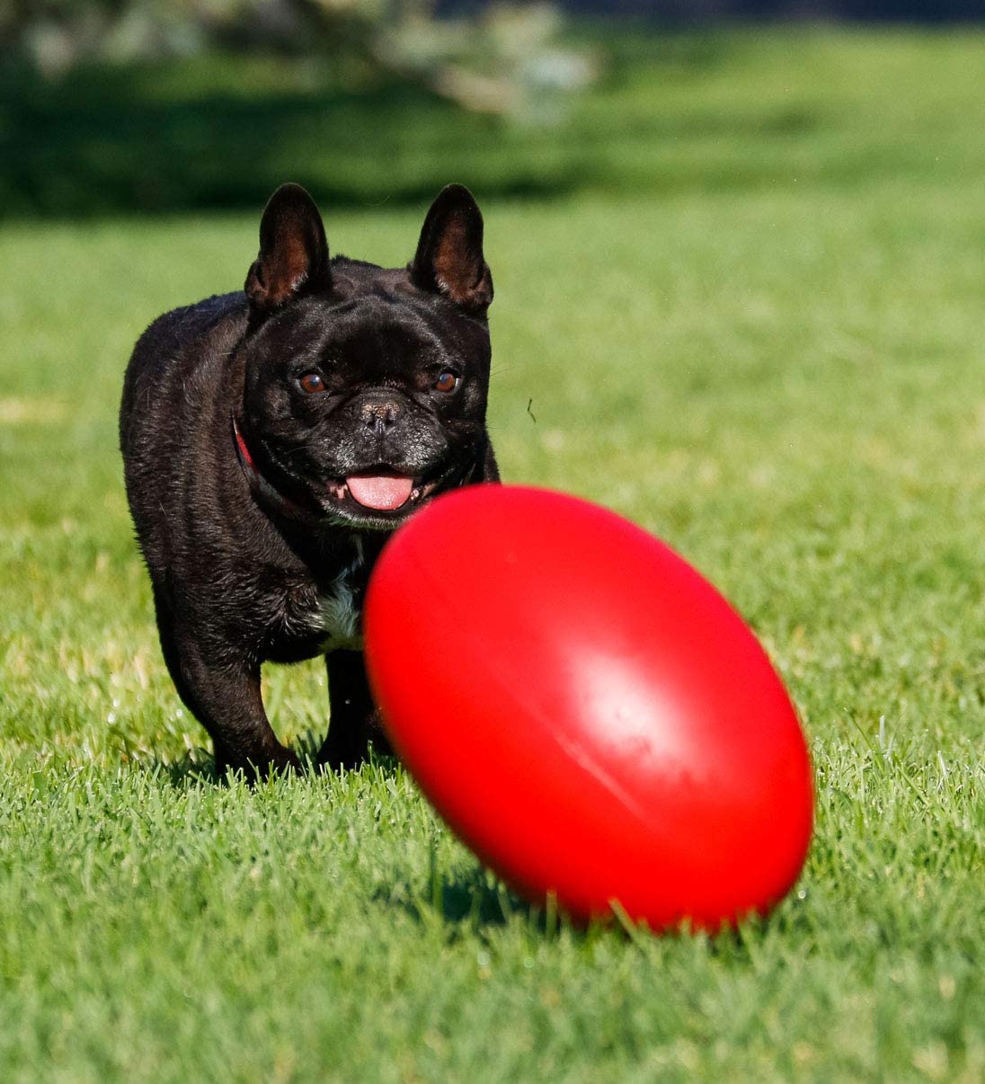 Rugby Ball Dog Toy - Hueter Toledo Virtually Indestructible Rugby Ball - 12 inches Hueter Toledo
