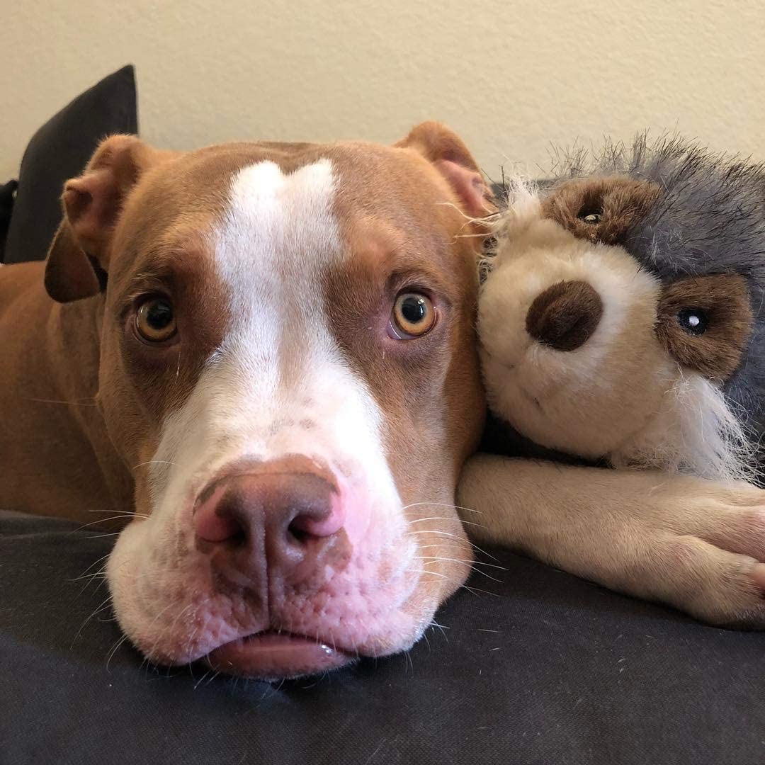 Stuffing Free Bear Dog Toy - Squeaky - Ethical Pet Products Furzz Plush Bear Dog Toys Ethical Pets