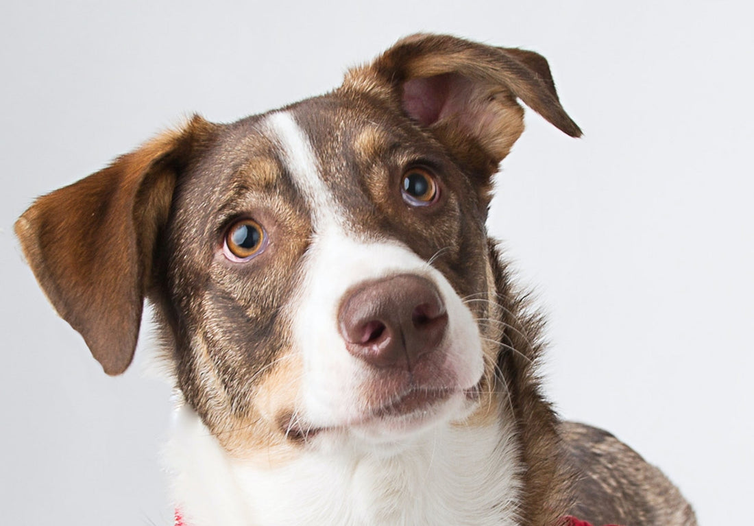 Sounds That Make Your Dogs Head Tilt - Why is my dog tilting their head?