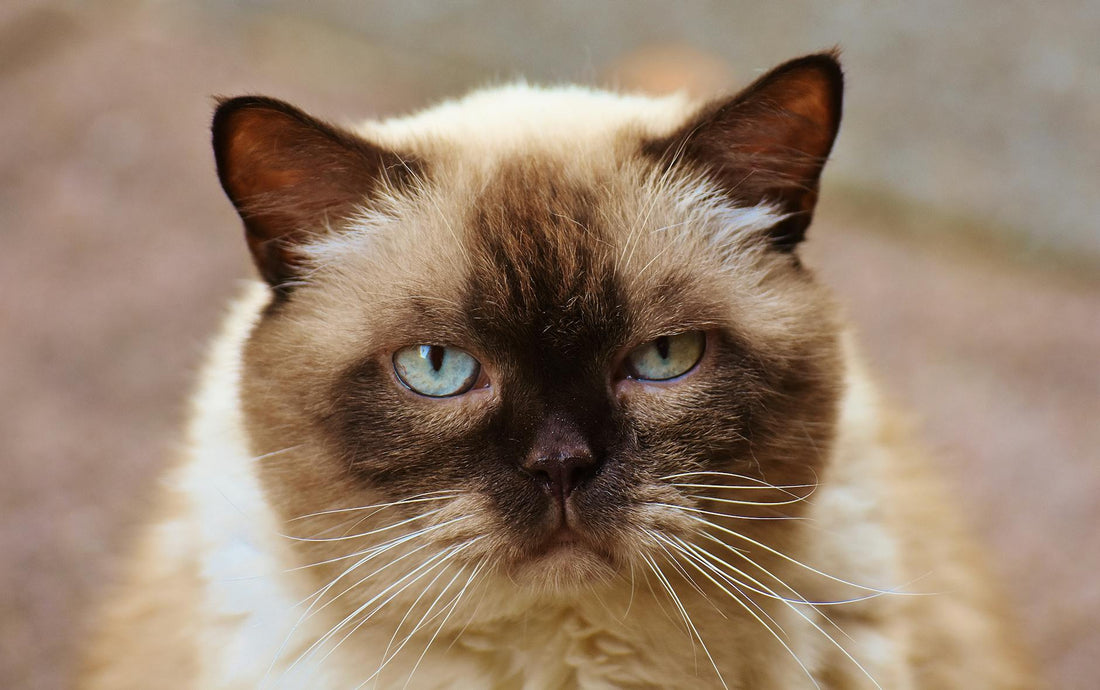 A detailed close-up portrait of a Siamese cat showcasing its striking blue eyes and distinct fur pattern.