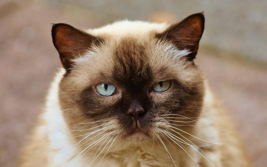 A detailed close-up portrait of a Siamese cat showcasing its striking blue eyes and distinct fur pattern.