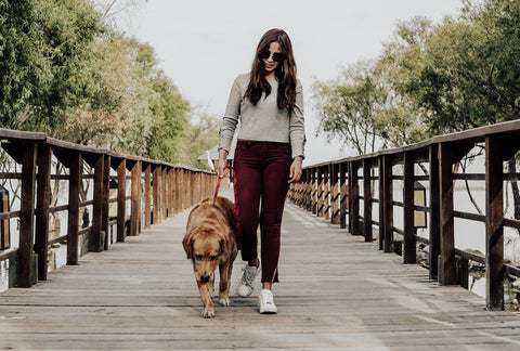 How to Train Your Dog to Walk Beside You Without a Leash