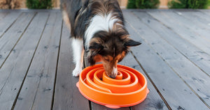 Benefits of a Slow Feeder Dog Bowl