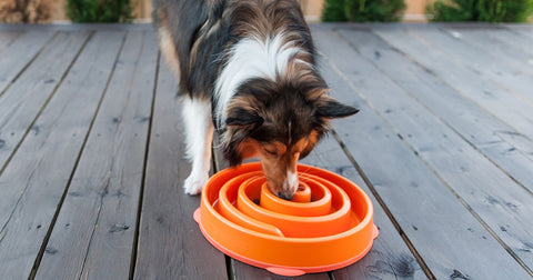 Benefits of a Slow Feeder Dog Bowl