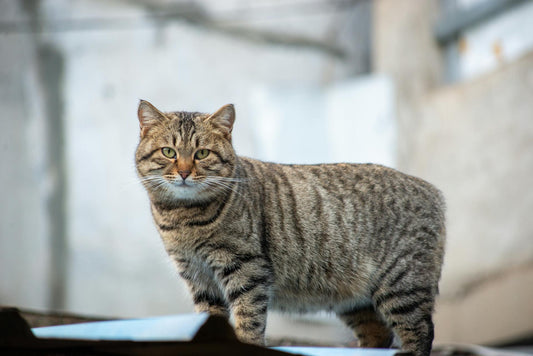 Manx Care Guide: Everything You Need to Know
