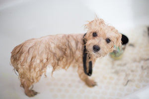 Can you wash a dog with regular shampoo?