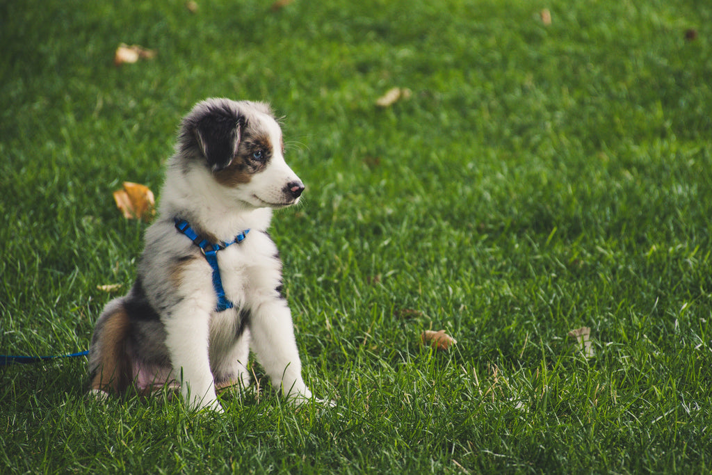 The Best Time to Train a Puppy: Everything You Need to Know
