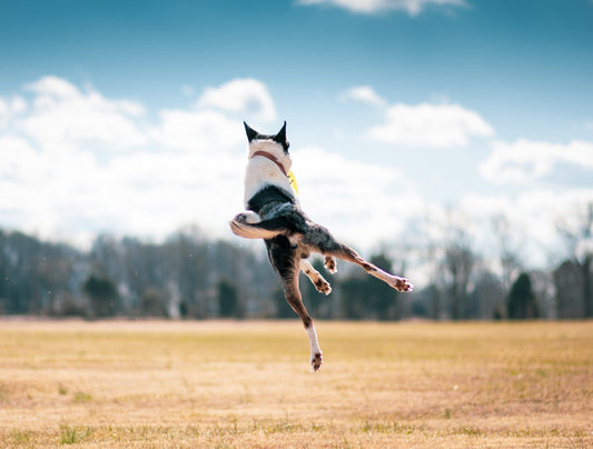 How to train your dog not to jump on guests