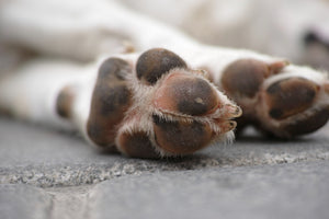 Home Remedies for Rough Dog Paws: Effective Ways to Heal and Prevent Paw Problems