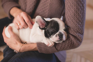 How to soothe a dog's upset stomach