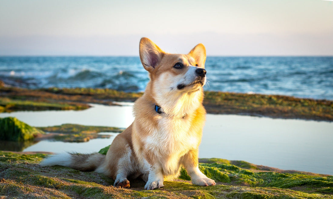 Why Do Corgis Have Short Legs? The Surprising Science Behind Corgi Leg Length