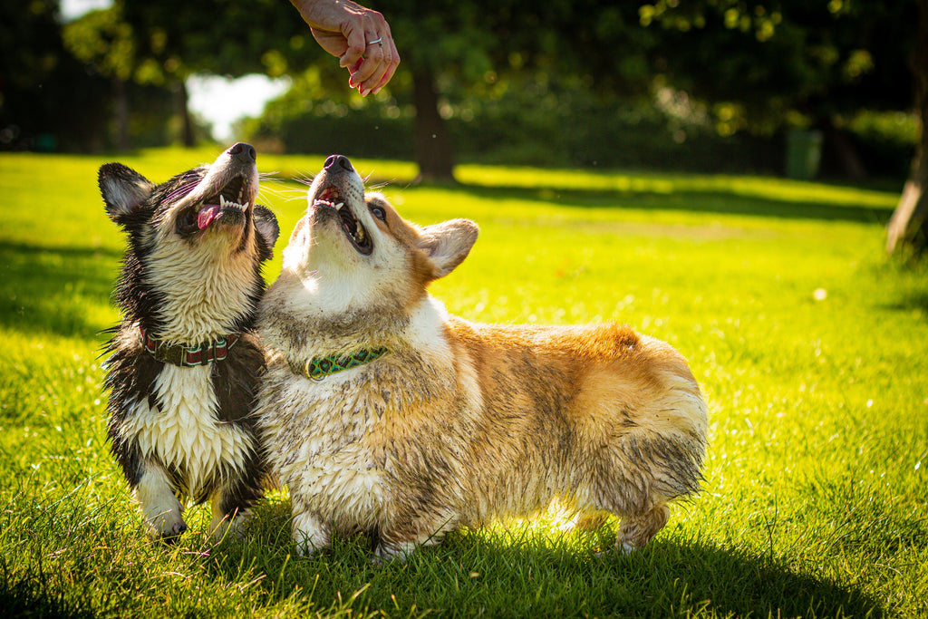 Are Corgis Aggressive? The Truth about these Adorable Dogs