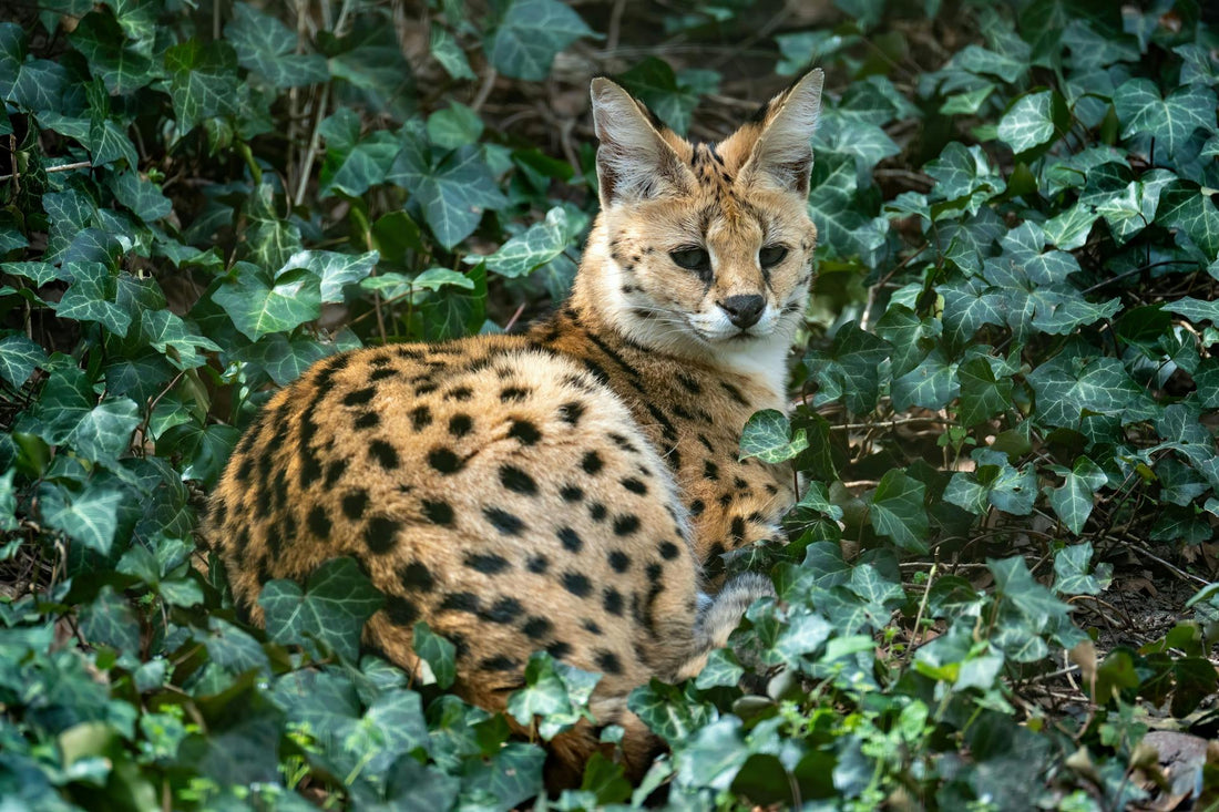 Savannah Care Guide: Everything You Need to Know
