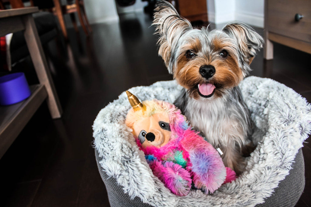 How to Teach Your Dog Not to Destroy Toys