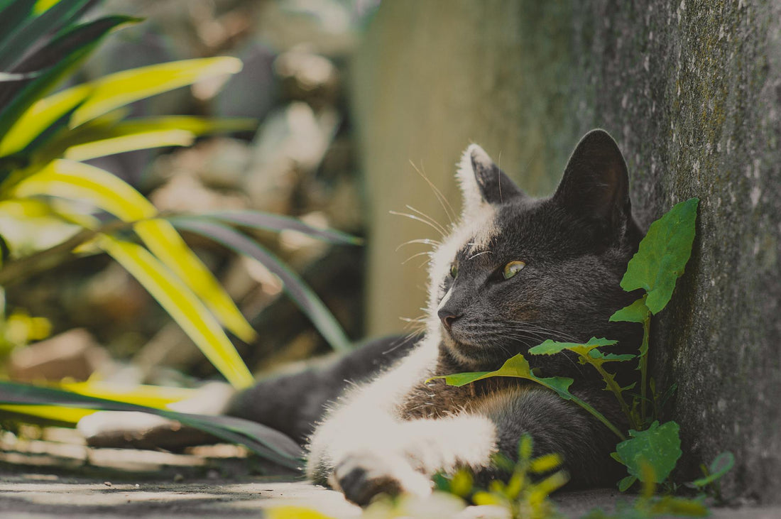 Chartreux Care Guide: Everything You Need to Know