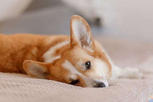 Why do corgis sleep on their backs?