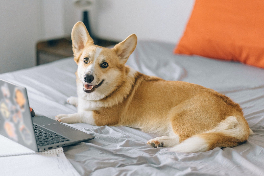 Why do corgis sploot?