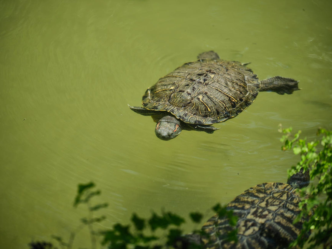 A red-eared slider turtle swimming in a pond, captured in a detailed close-up shot.