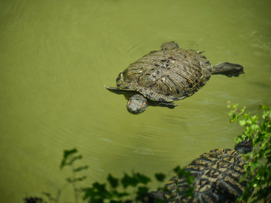 A red-eared slider turtle swimming in a pond, captured in a detailed close-up shot.