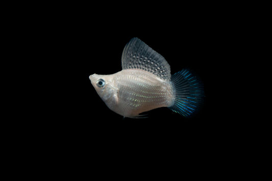 Close-up shot of a tropical fish against a black background, showcasing its delicate fins and scales.