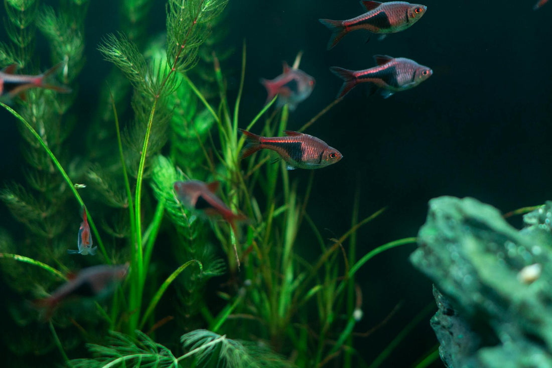 Vibrant aquarium fish swimming among lush green plants in a freshwater tank.