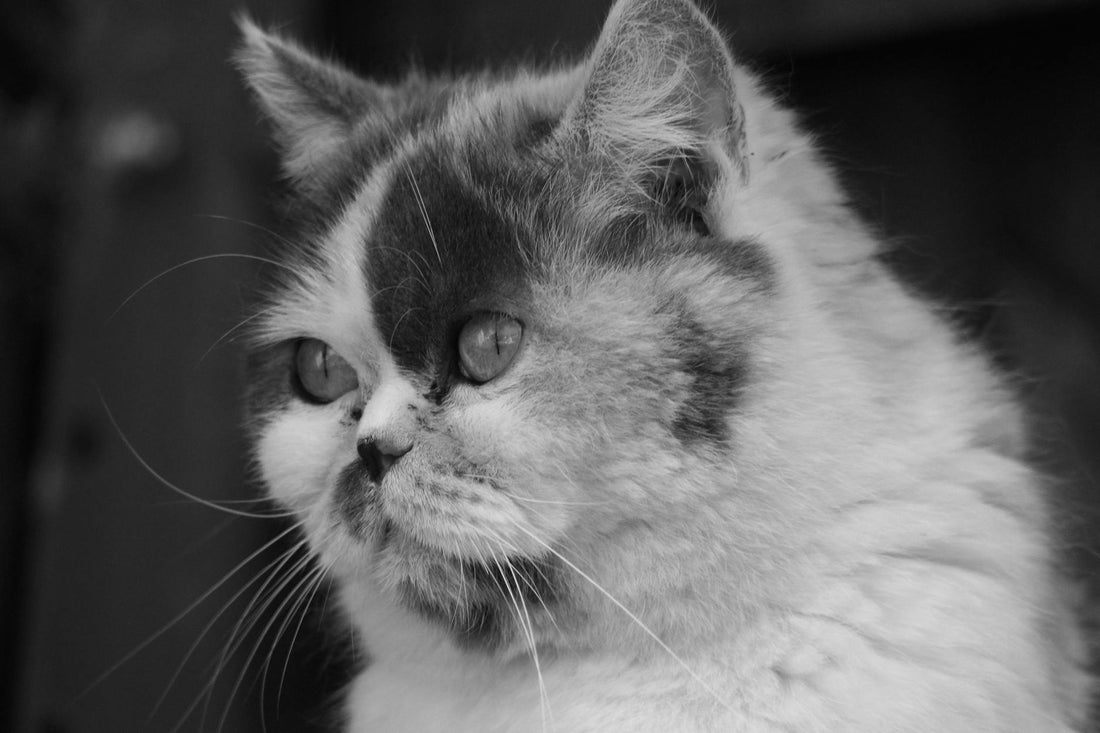 Captivating black and white portrait of a Persian cat with striking eyes.