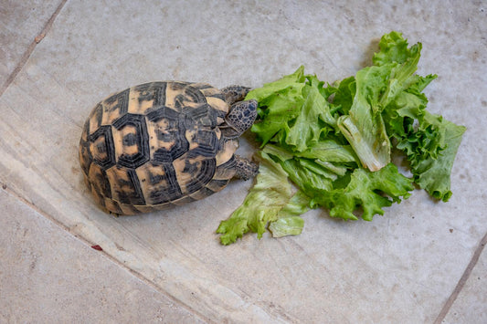 A Hermann's tortoise enjoying fresh lettuce indoors, top view shot.
