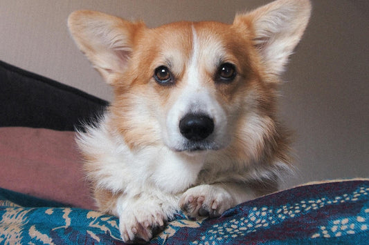 Pembroke Welsh Corgi Care Guide: Everything You Need to Know