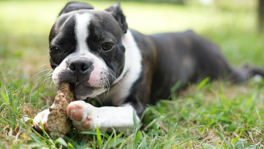 Adorable Boston Terrier puppy playfully chewing a stick on grass.