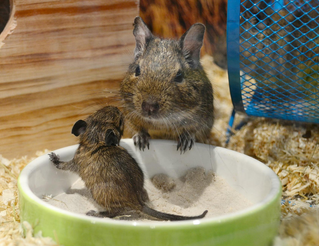 Mother and baby degu rodents in a pet enclosure with a feeding bowl.