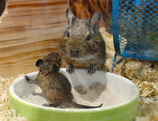 Mother and baby degu rodents in a pet enclosure with a feeding bowl.