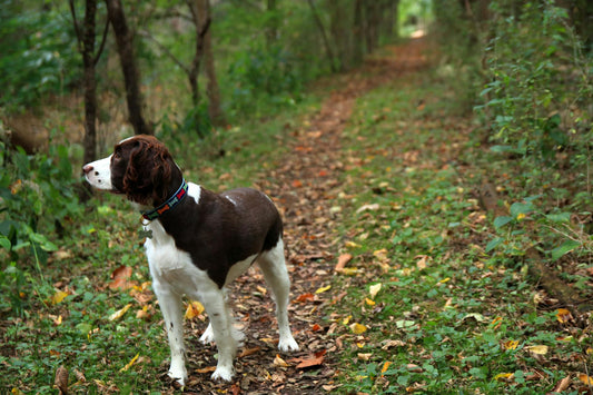 English Springer Spaniel on a leafy trail in fall, showcasing nature's rich autumn colors.