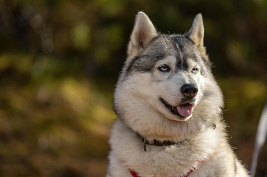 A beautiful Siberian Husky enjoying the outdoors in natural light.