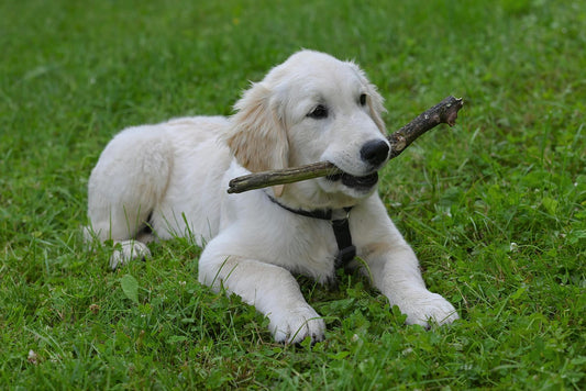 Golden Retriever Care Guide: Everything You Need to Know
