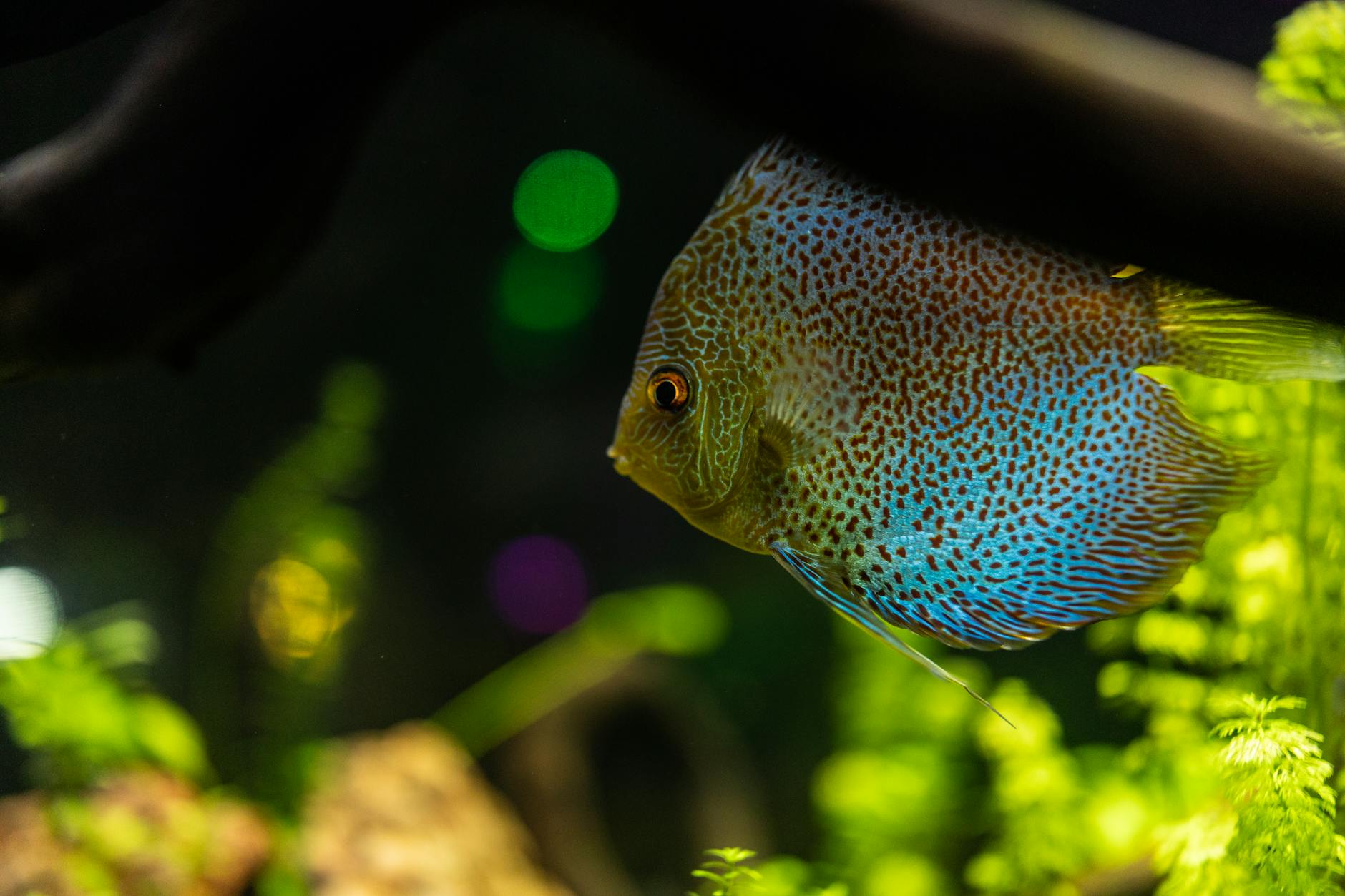 Discus Care Guide: Everything You Need to Know – InfiniteWags