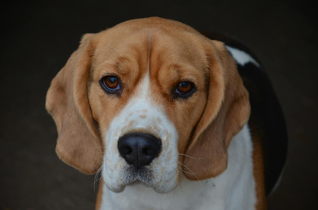 Beagle Care Guide: Everything You Need to Know