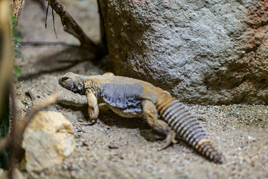 Close-up of a spiny-tailed lizard in a rocky environment, showcasing its unique skin texture and natural habitat.