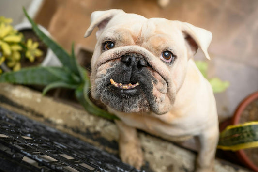 Cute French Bulldog playfully looking up in a garden background in Perú.