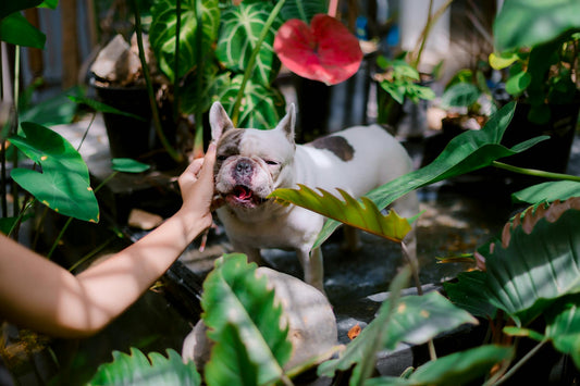 French Bulldog Care Guide: Everything You Need to Know