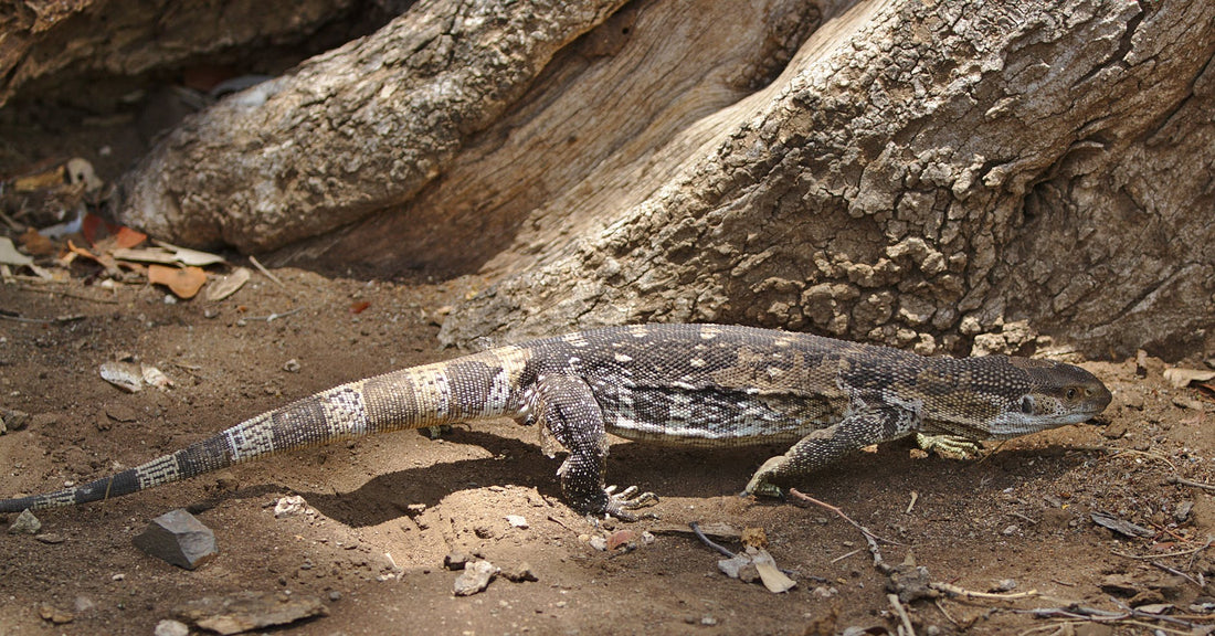 White-throated monitor lizard (Varanus albigularis) on rocky ground in South Africa.