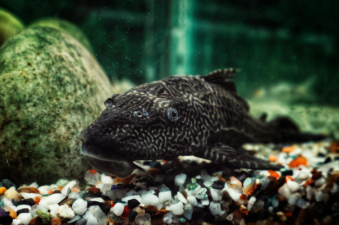 Detailed image of a Plecostomus fish in an aquarium setting with gravel and rocks.