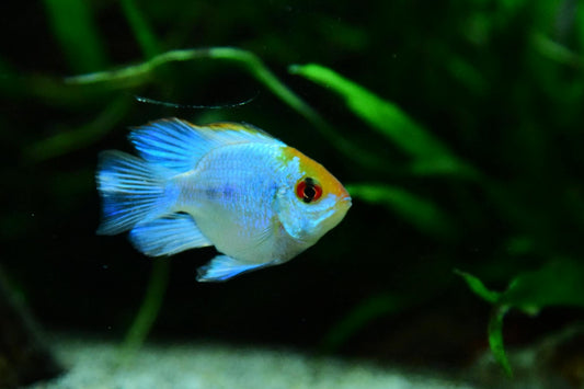 A vibrant blue ram cichlid swims in a lush aquarium, showcasing its striking colors.