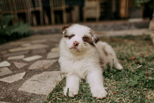 Australian Shepherd puppy lying on grass, exuding cuteness and a relaxed mood.