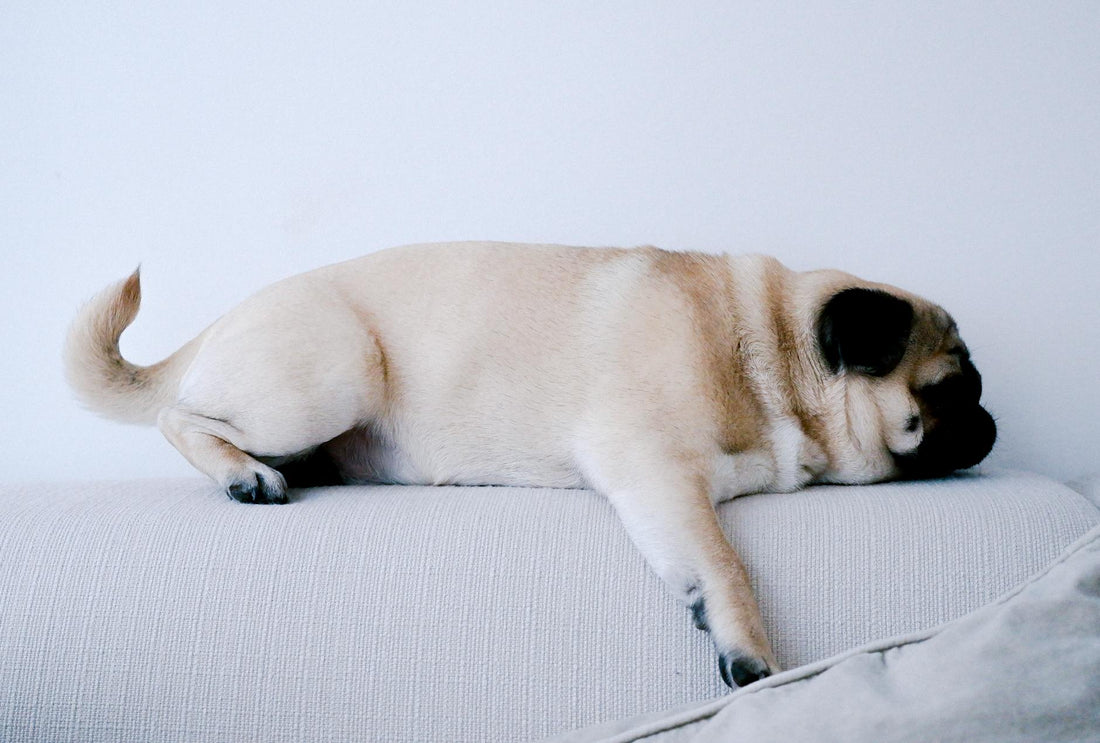 A cute pug dog peacefully sleeping on a light-colored couch indoors.