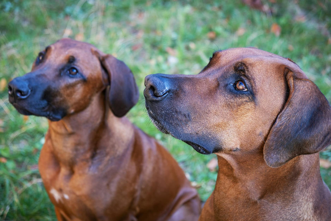 Close-up of two Rhodesian Ridgeback dogs outdoors, showcasing their attentive expression.