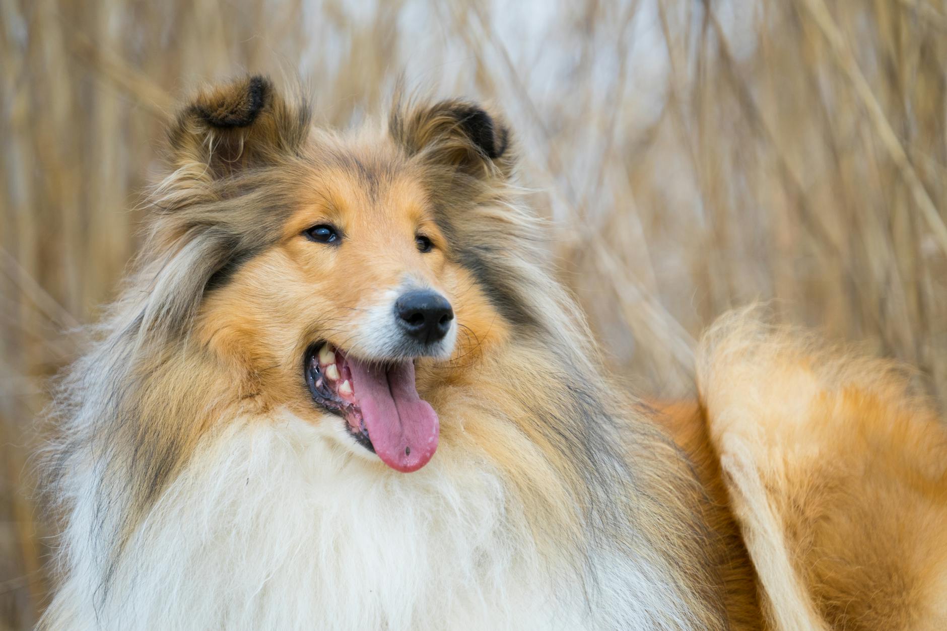 Collie Care Guide: Everything You Need to Know – InfiniteWags