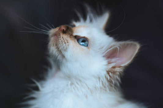 Side view of Birman cat with white fur looking up on blurred background